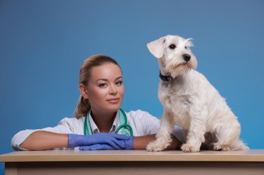Veteriner ve kameraya bakarak bir sevimli köpek