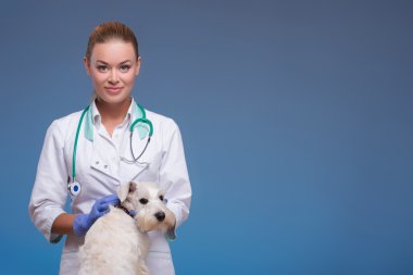Sevimli küçük köpek veteriner ziyaret