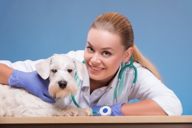 Veteriner ve kameraya bakarak bir sevimli köpek