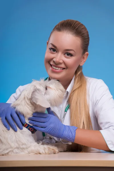 Söta lilla hund besöker veterinären — Stockfoto