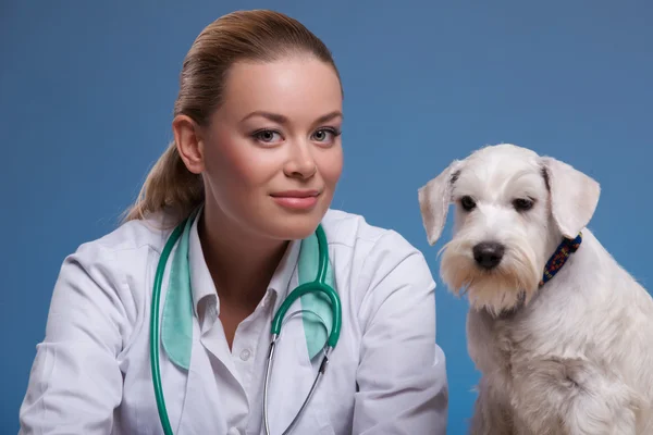 수 의사를 방문 하는 귀여운 강아지 — 스톡 사진