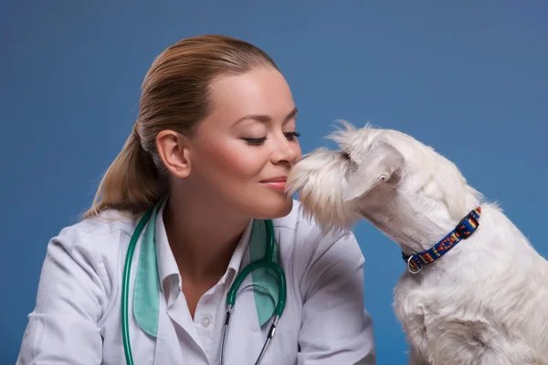 Милый маленький собачонка навещает ветеринара — стоковое фото