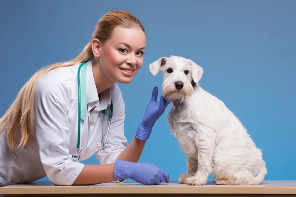 Cute little dog visits vet — Stock Photo, Image