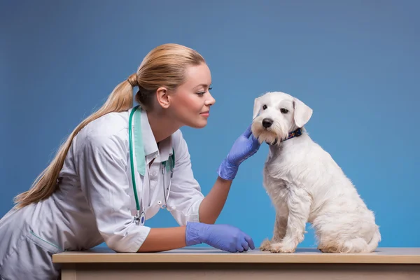 Cute little dog visits vet — Stock Photo, Image