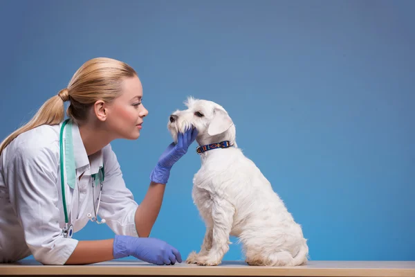 Cute little dog visits vet — Stock Photo, Image