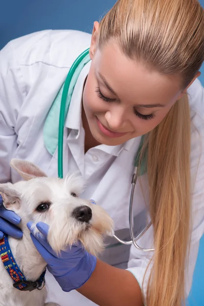 Kvinnliga veterinären undersöker lilla hund öron — Stockfoto