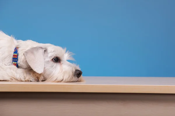 Masadaki sevimli küçük köpek — Stok fotoğraf
