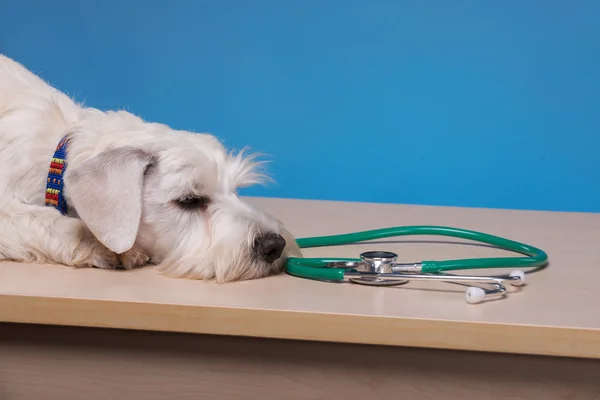 Schattig hondje op de tafel — Stockfoto