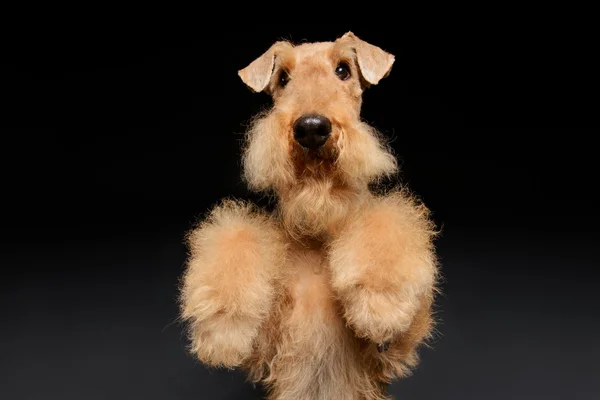 Dog is your best friend — Stock Photo, Image