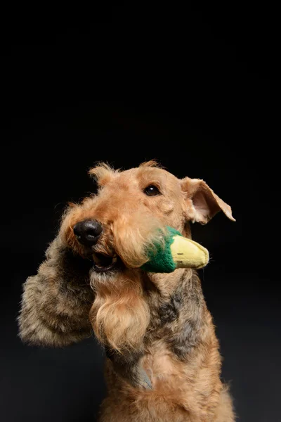 Dog is your best friend — Stock Photo, Image