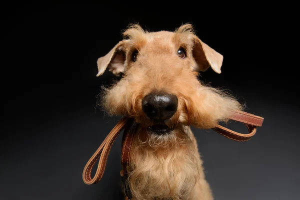 Dog is your best friend — Stock Photo, Image