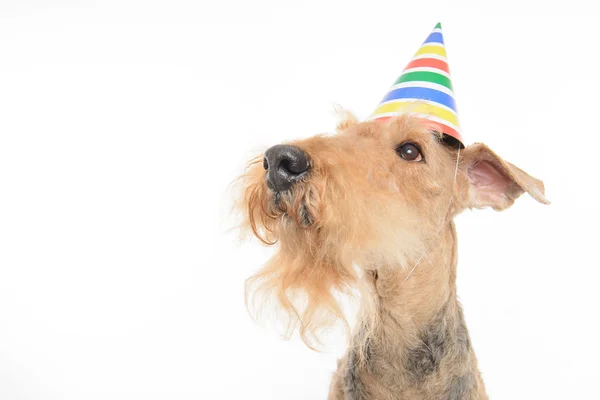 Cão é o seu melhor amigo — Fotografia de Stock