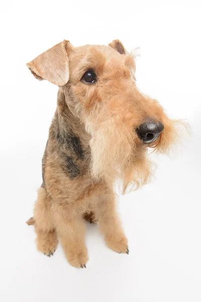 Dog is your best friend — Stock Photo, Image