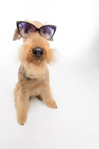 Cão é o seu melhor amigo — Fotografia de Stock