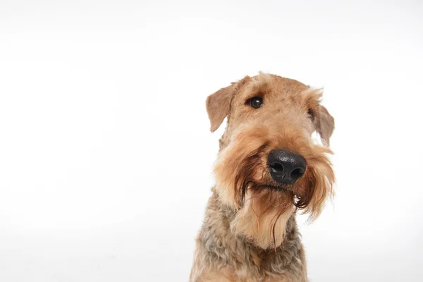 Dog is your best friend — Stock Photo, Image