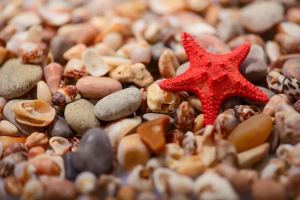 Sea star op de kust — Stockfoto