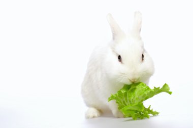 Beyaz arka plan üzerinde tavşan