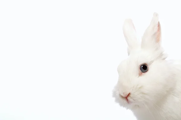 Coniglio su sfondo bianco — Foto Stock