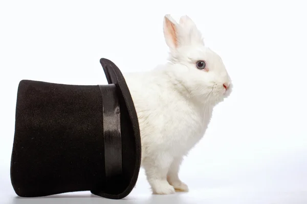 Rabbit playing with a magicians hat — Stock Photo, Image