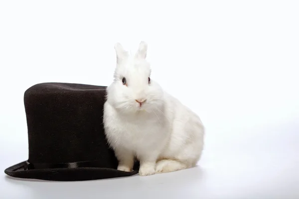 Rabbit playing with a magicians hat — Stock Photo, Image