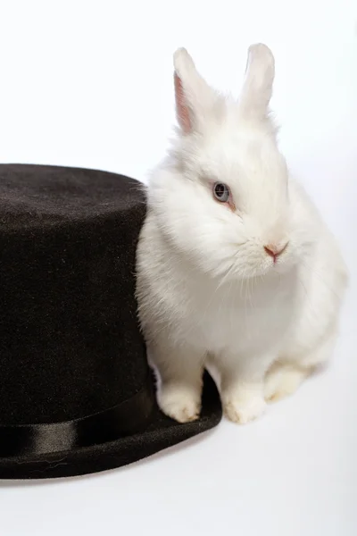 Rabbit playing with a magicians hat — Stock Photo, Image