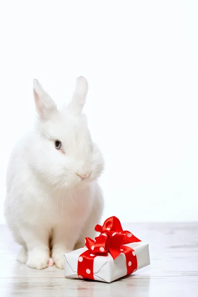 Little bunny sitting by the cupcake — Stock Photo, Image