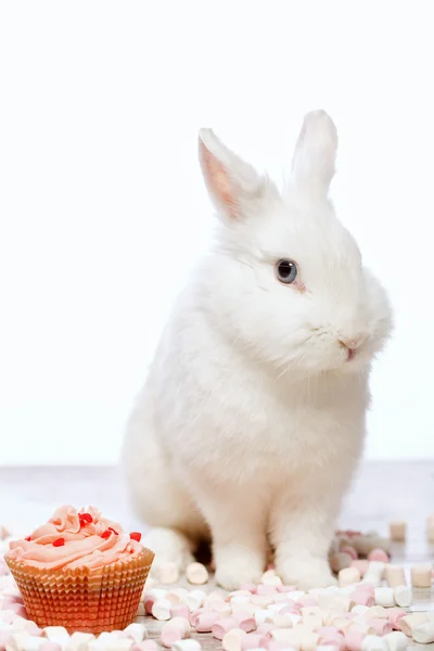 Pequeño conejito sentado junto al cupcake —  Fotos de Stock