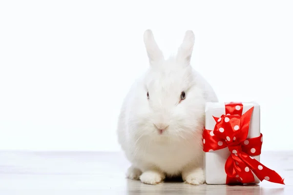 Pequeno coelhinho sentado junto ao cupcake — Fotografia de Stock