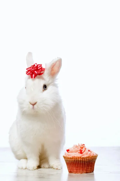 Pequeno coelhinho sentado junto ao cupcake — Fotografia de Stock