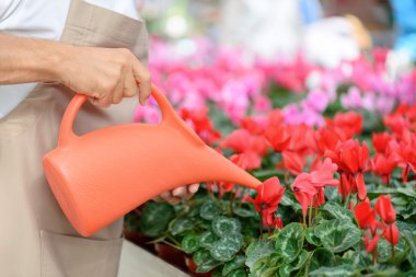 Professional florist workin gin the greenhouse
