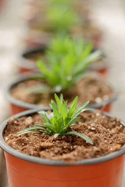 Little flower growing in a pot — Φωτογραφία Αρχείου