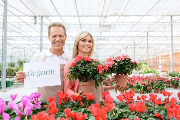 Bonitos floristas trabajando en el invernadero — Foto de Stock