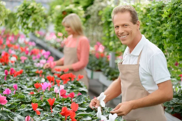 Bonitos floristas trabajando en el invernadero — Foto de Stock