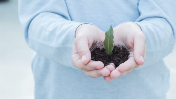 Kleine groene plant in open handen. — Stockvideo