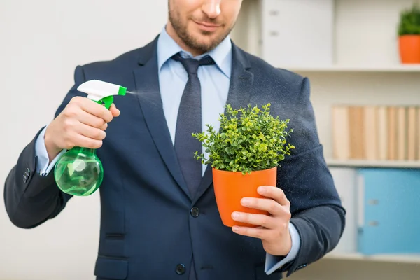 Mooie kantoor werknemer het verzorgen van bloempot — Stockfoto