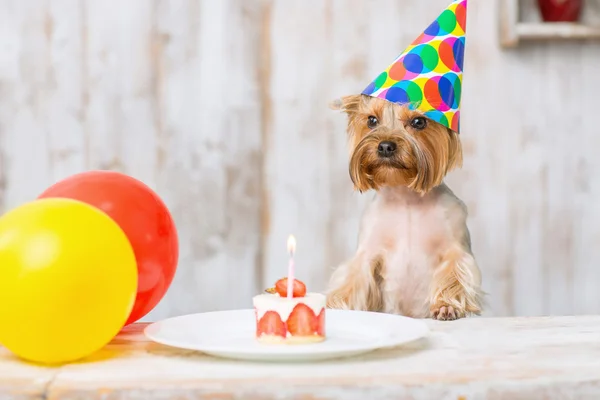 Yorkshire terrier en frente de pastel de cumpleaños . — Foto de Stock