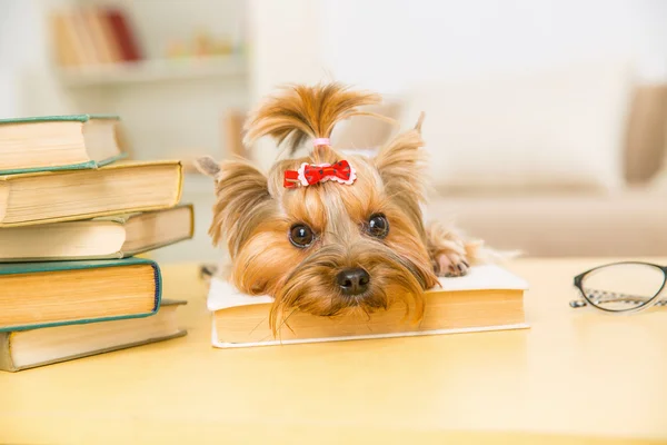 Yorkshire terrier liegt auf dem buch. — Stockfoto