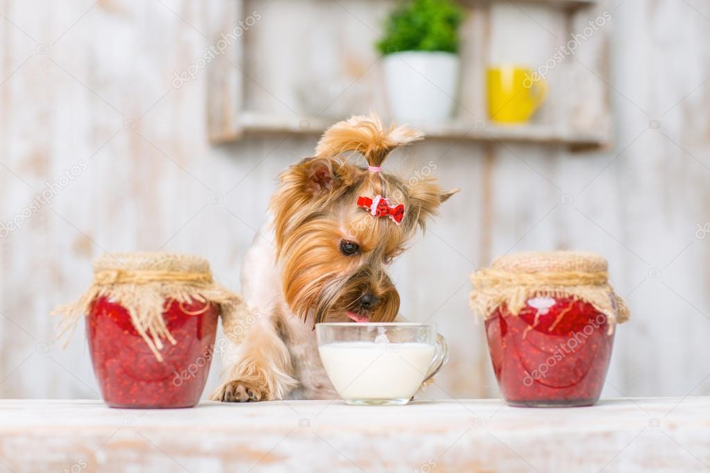 Yorkshire terrier is licking sour cream.