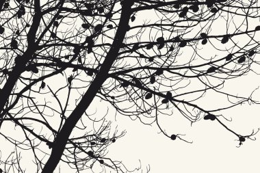 Çamın dalları koniler ile