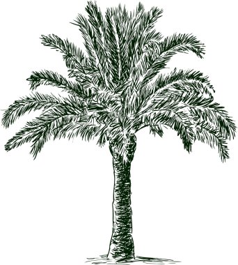 Palmiye ağacı kroki