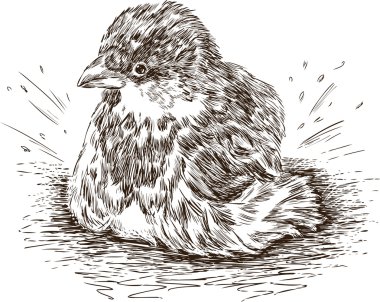 ıslak serçe taslağını 