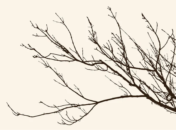 Zweige ohne Blätter — Stockvektor