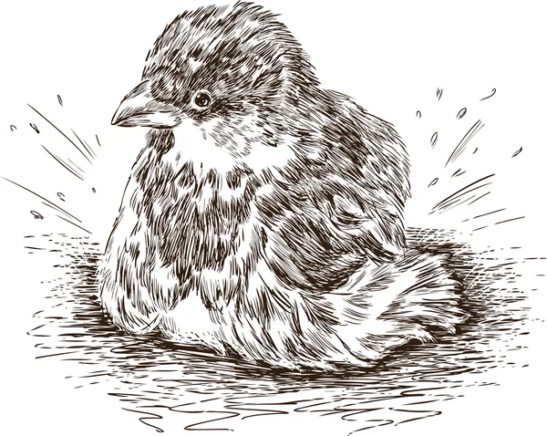 ıslak serçe taslağını 