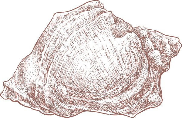 big sea shell