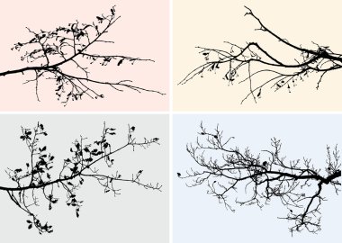 sonbaharda ağaçların dalları