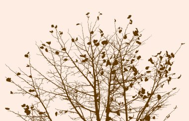 sonbahar ağacın dalları