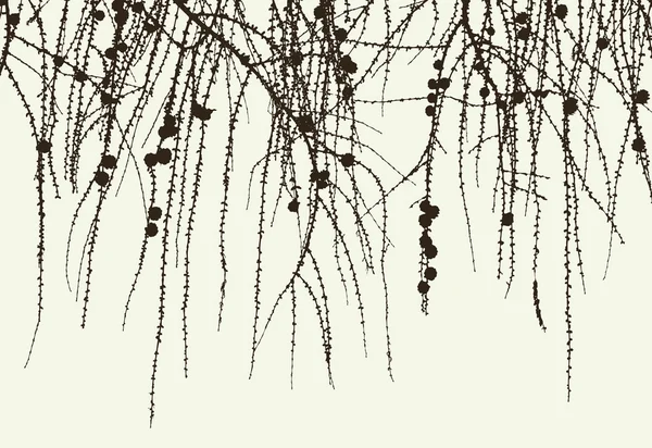 松树的枝条 — 图库矢量图片