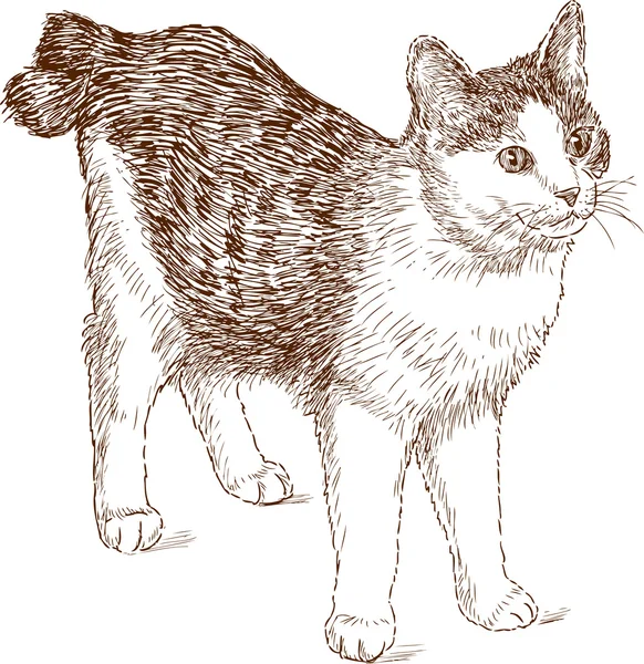 Katt bobtail skiss — Stock vektor