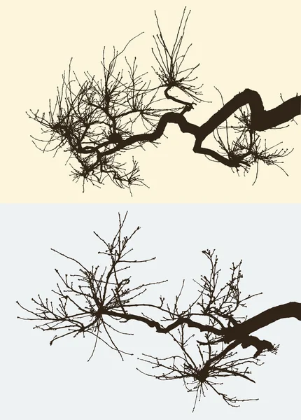 Branches d'arbres tordues — Image vectorielle