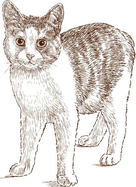 Bosquejo gato doméstico — Vector de stock
